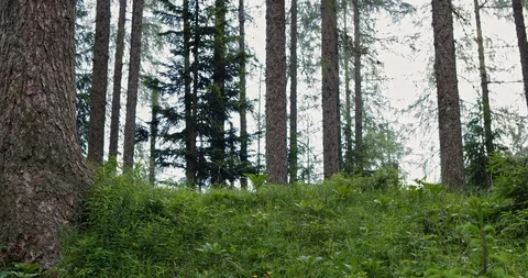 Slow Mo Tracking Shot Man Running In Forest Stock Footage 112260853