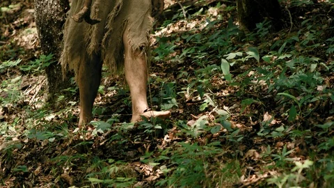 Slow Mo Tracking Shot Prehistoric Man In Forest Stock Footage 113389766