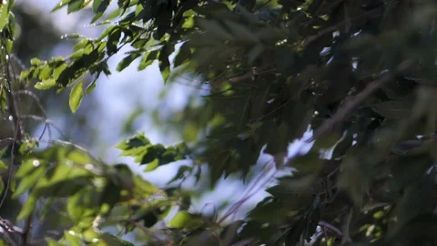 Slow mo tree leaves and branches blowing in the wind with lens flare Stock Footage 122612579