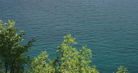 Slow Mo Of Trees And Calm Ocean Stock Footage 141644416