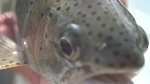 Slow mo trout Stock Footage 90456287