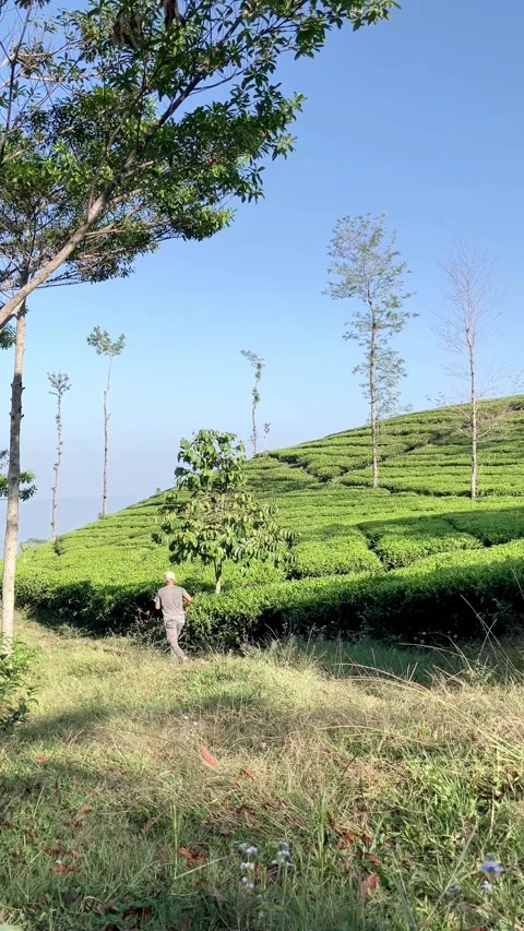 Slow mo vertical shot of man running downhill at green tea plantation. 스톡 동영상 341314596