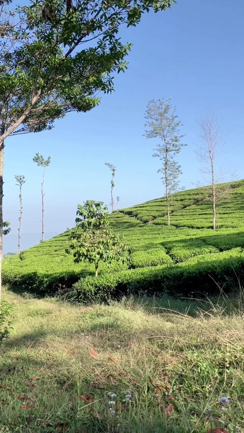 Slow mo vertical shot of man running uphill at green tea plantation. Stock Footage 341322384