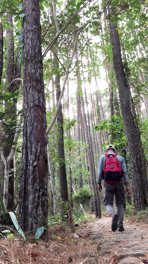 Slow mo vertical view of distant hiker walking on tall pine forest trail. 스톡 동영상 341915172