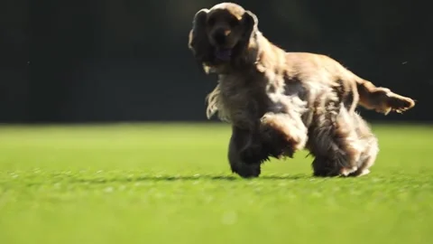 Slow-mo video of a happy Spaniel running on vibrant green grass with charm. Stock Footage 294700702
