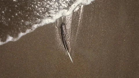 Slow-Mo | Waves Washing Over a Feather on the Beach Stock Footage 137763095