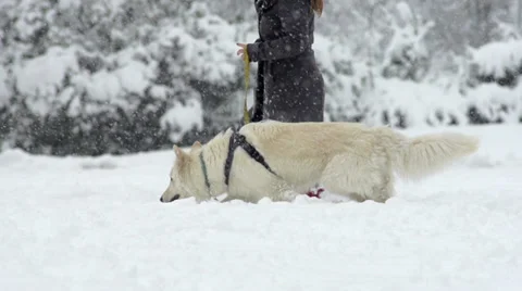 Slow-Mo: White Shepherd Dog On The Walk While It's Snowing Stock Footage 33850088