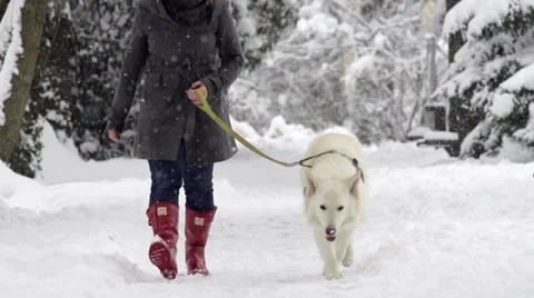 Slow-Mo: White Shepherd Dog On The Walk While It's Snowing Stock Footage 33851762