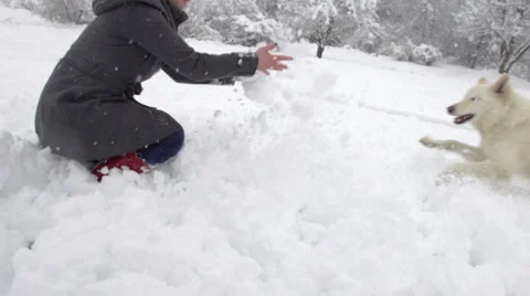 Slow-Mo: White Shepherd Dog And Young Woman Playing In Snow Stock Footage 33856215