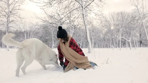 Slow-Mo: White Shepherd Dog Biting A Stick While Playing Stock Footage 124805874