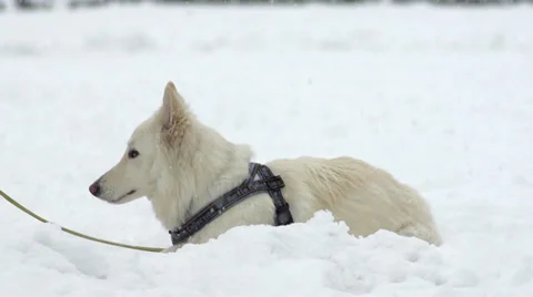 Slow-Mo: White Swiss Shepherd Dog Sitting In High Snow Stock Footage 33850425