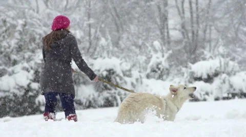 Slow-Mo: White Swiss Shepherd Dog Barking On The Walk Stock Footage 33850618