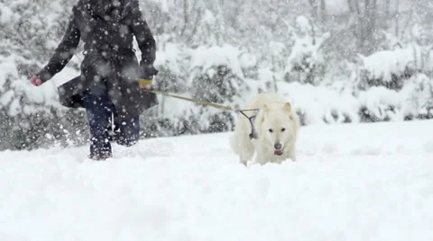 Slow-Mo: White Swiss Shepherd Dog Runs Through High Snow Stock Footage 33851402