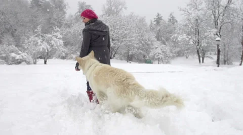 Slow-Mo: White Swiss Shepherd Dog Getting A Treat Stock Footage 33855601