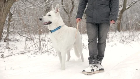 Slow-Mo: White Swiss Shepherd Dog Is Sitting Near His Owner Stock Footage 124805350