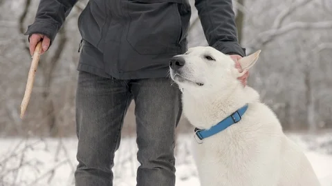 Slow-Mo: White Swiss Shepherd Dog Is Sitting Near His Owner Vídeos de archivo 124805406