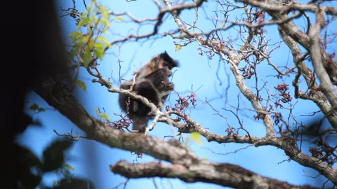Slow Mo Wild Black Capuchin Monkey fruit foraging in tropical rainforest jungle Stock Footage 337552519