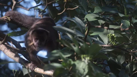 Slow Mo Wild Brown Capuchin Monkey moving in tropical rainforest jungle canopy Stock Footage 337428548