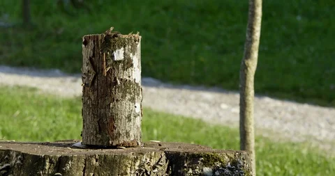 Slow Mo The Work Of A Skilled Lumberjack Stock Footage 112365453