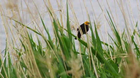 Slow mo Yellow-Headed Black Bird perched in some reeds along side a lake Video stock 52498056