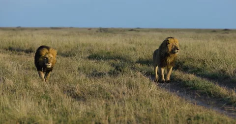 Slow moiton Close-up two magnificient male lions walking towards camera in Stock Footage 160894988