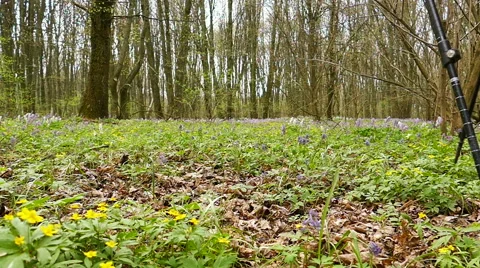 Slow motion at 100 FPS. Man hiker Traveler go  on  green spring forest  .  Video stock 62459674