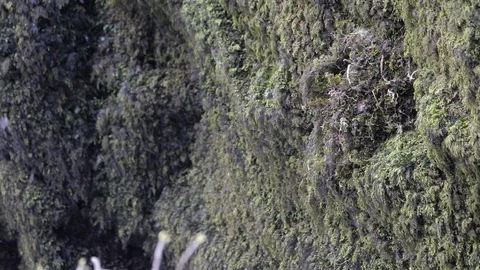 Slow motion 100fps Dipper Cinclus cinclus flying to nest with moss Stock Footage 108054926