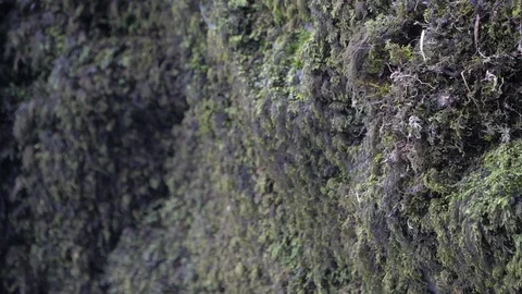 Slow motion 100fps Dipper Cinclus cinclus flies to part built nest Stock-Footage 108054952