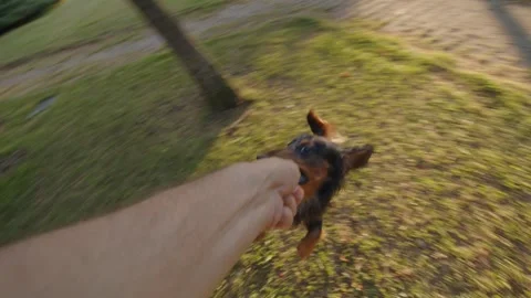 Slow motion 120 FPS, a long-haired dachshund dog POV play with stick on the Stock Footage 244844886