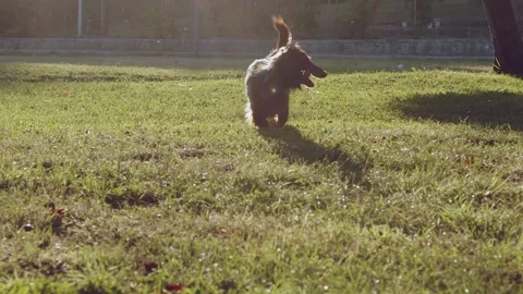 Slow motion 120 FPS, a long-haired dachshund dog running on the grass with a Stock Footage 244844909