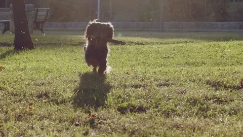 Slow motion 120 FPS, a long-haired dachshund dog running on the grass with a Stock Footage 244844936