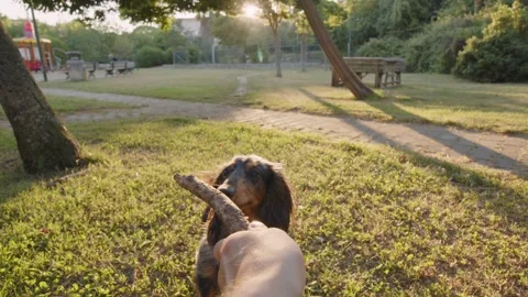 Slow motion 120 FPS, a long-haired dachshund dog running on the grass with a Stock Footage 244849515