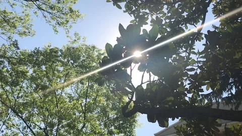 Slow motion 120FPS high Speed wind blow tree HD Stockbeeldmateriaal 90898121