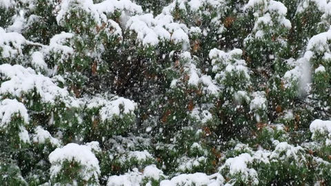 Slow-motion 120fps Snowfall Stock Footage 96471763