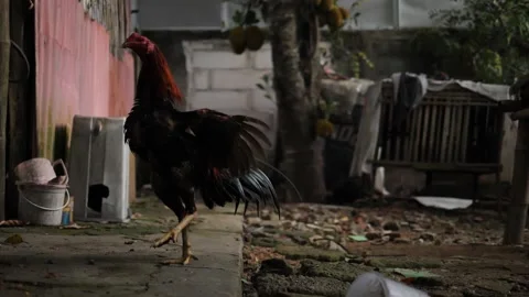 Slow motion 180fps chicken in backyard 库存影片 219491912