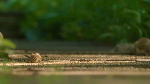 Slow motion 180fps: A tiny chipmunk eats bird seed near a squirrel Video stock 91705907