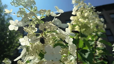 Slow motion 2 bees explore white flowers Stock Footage 342351362