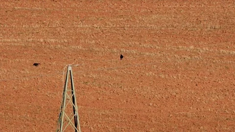 Slow motion: 2 carrion crows on power line, birds taking off one after the other Video stock 139604912