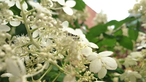 Slow motion 2 honey bees fliy off from white flowers Stock Footage 341609921