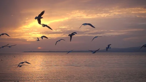Slow motion 240 fps. Birds fly against beautiful sunset. Stock Footage