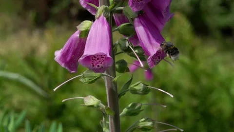 Slow motion (250fps) of a buff tailed bumble bee visiting foxglove flowers Video stock 335937580