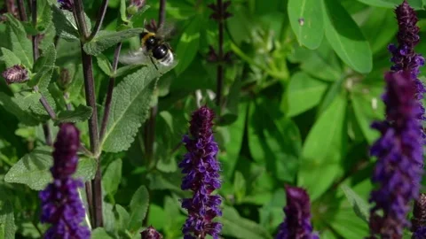 Slow motion (250fps) of a buff tailed bumble bee visiting salviat flowers Video stock 335937615