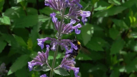 Slow motion (250fps) of a buff tailed bumble bee visiting cat mint flowers Video stock 335937787