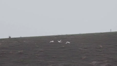 Slow motion. 3 white swans fly one after another against backdrop of mountains Stock Footage 145299028