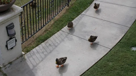 Slow Motion 4K 60 Shot of Ducks on Path at Resort Stock Footage 94186072