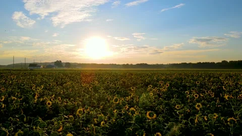 Slow motion 4K Aerial Flying Over Sunflower Field Stock-Footage 205101351