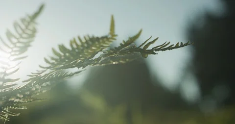 Slow Motion 4K: Alpine plants (fern) in beautiful sunset in alpine terrain Vidéo 101350048