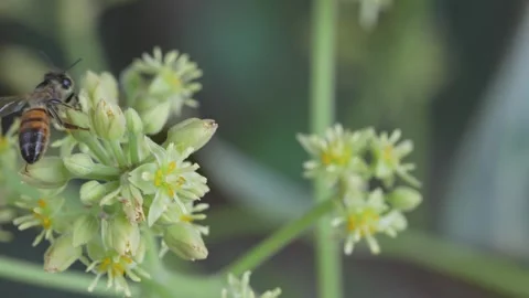 Slow Motion 4K Bee Working Hass Avocado Flowers With Macro Detail 動画素材 348217125