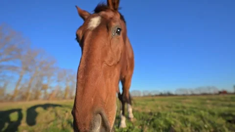 Slow-motion 4K capture of a horse on green grass with a wide blue sky backdrop. Stock Footage 291888134