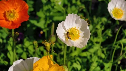 Slow motion 4K cinematic B-roll footage of honeybee collecting nectar Stock Footage 307863274